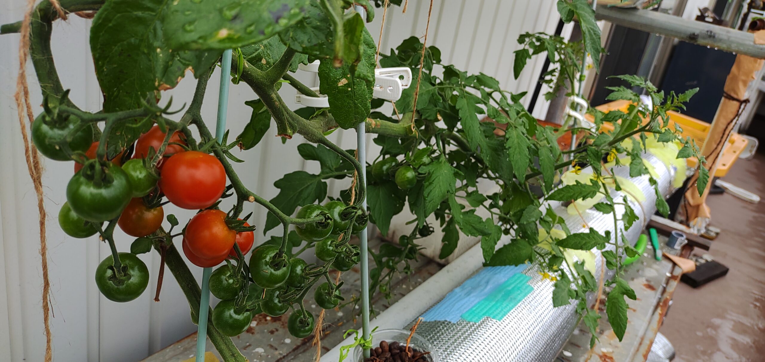 ベランダででミニトマトの水耕栽培 できるだけ簡単にやりたいと思っている僕のやり方 わがやのはなしブログ